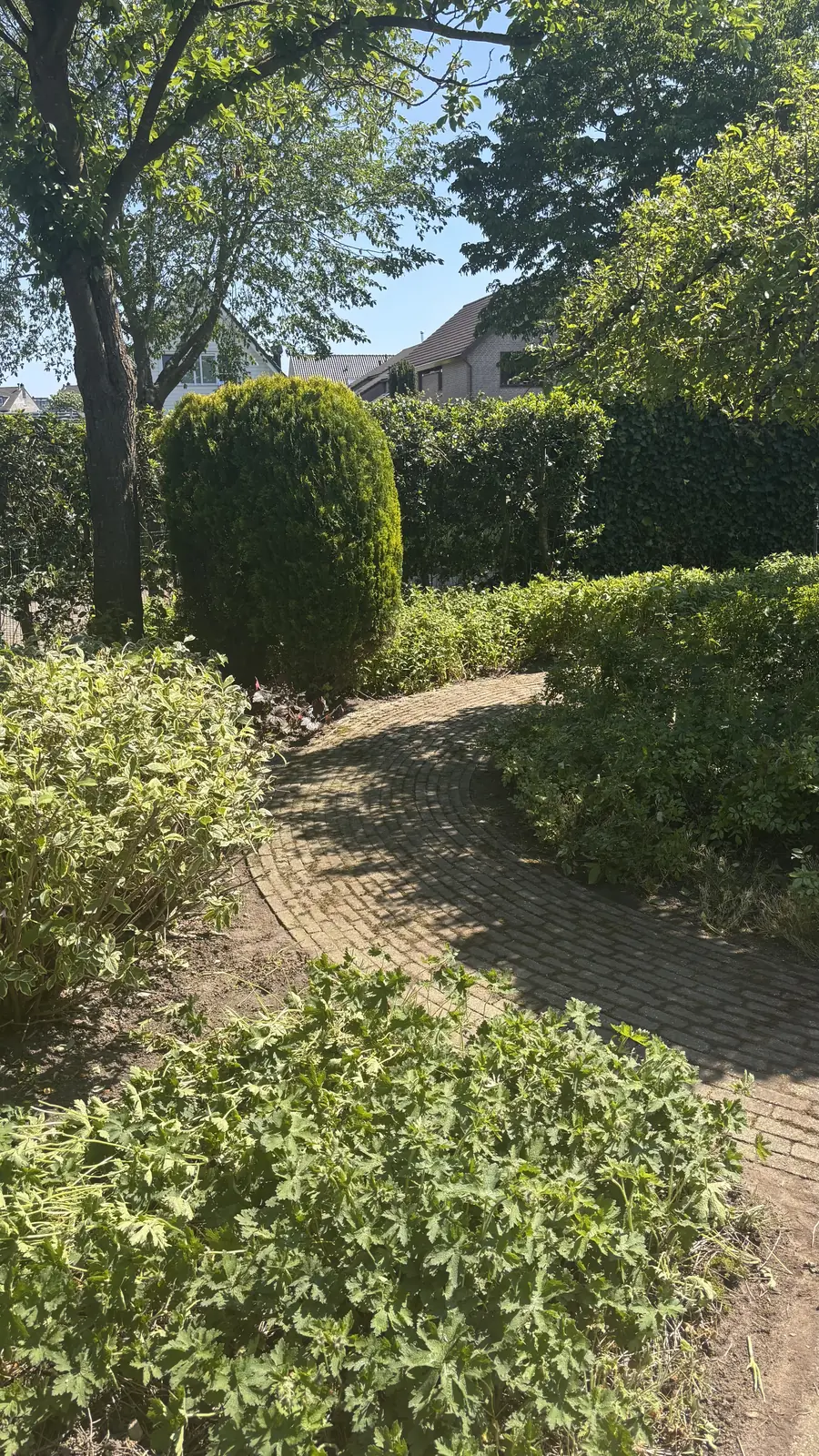 Klinkerpad door de tuin langs strak gesnoeide bolvormen