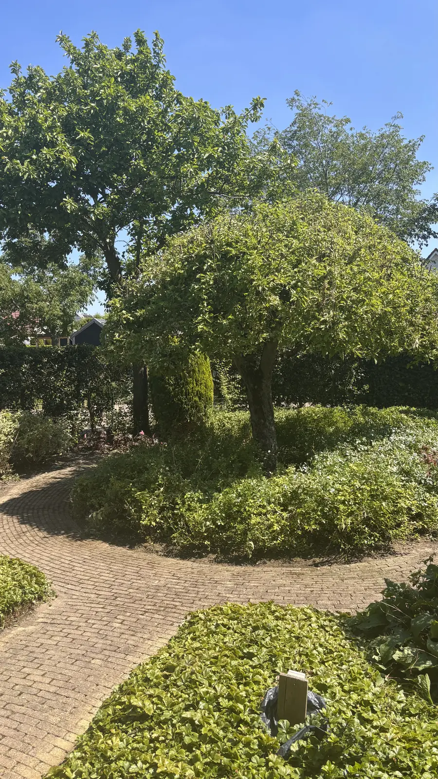 Doorgeschoten beplanting met tegenlicht van de zon