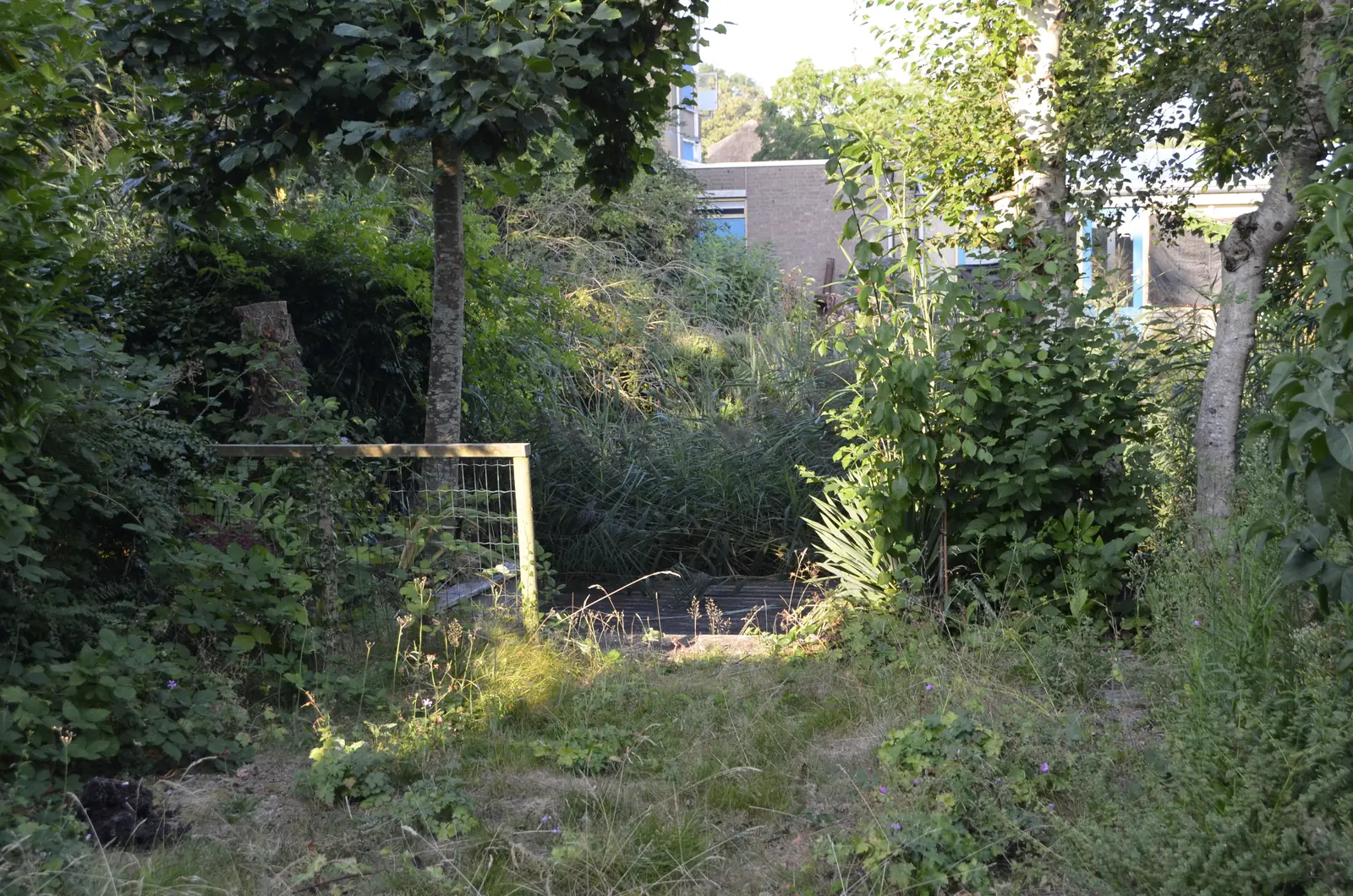 De tuin voor aanvang: verwilderd en overgroeid