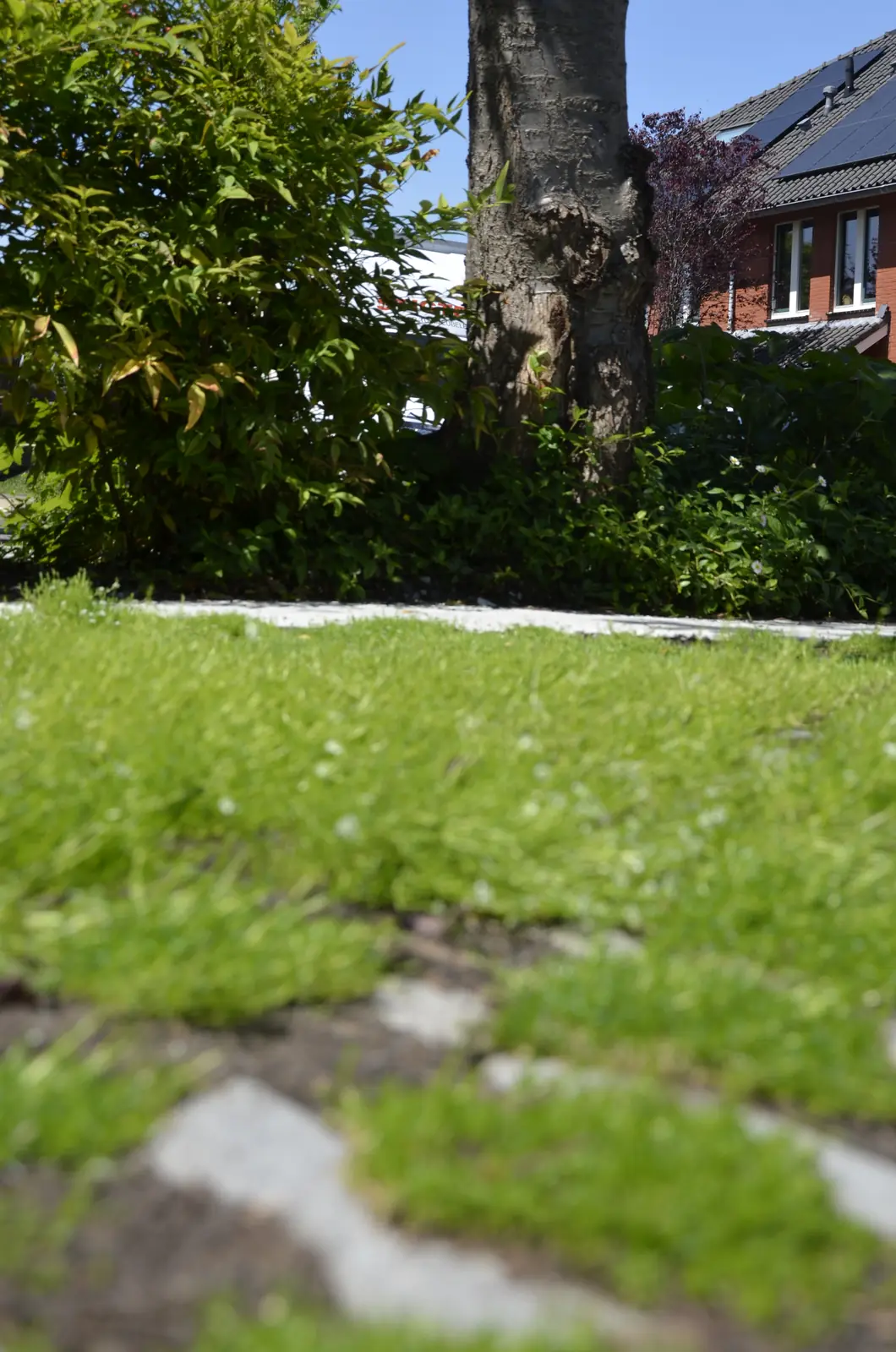 Gras dichtgegroeid tussen de grasbetontegels, van dichtbij