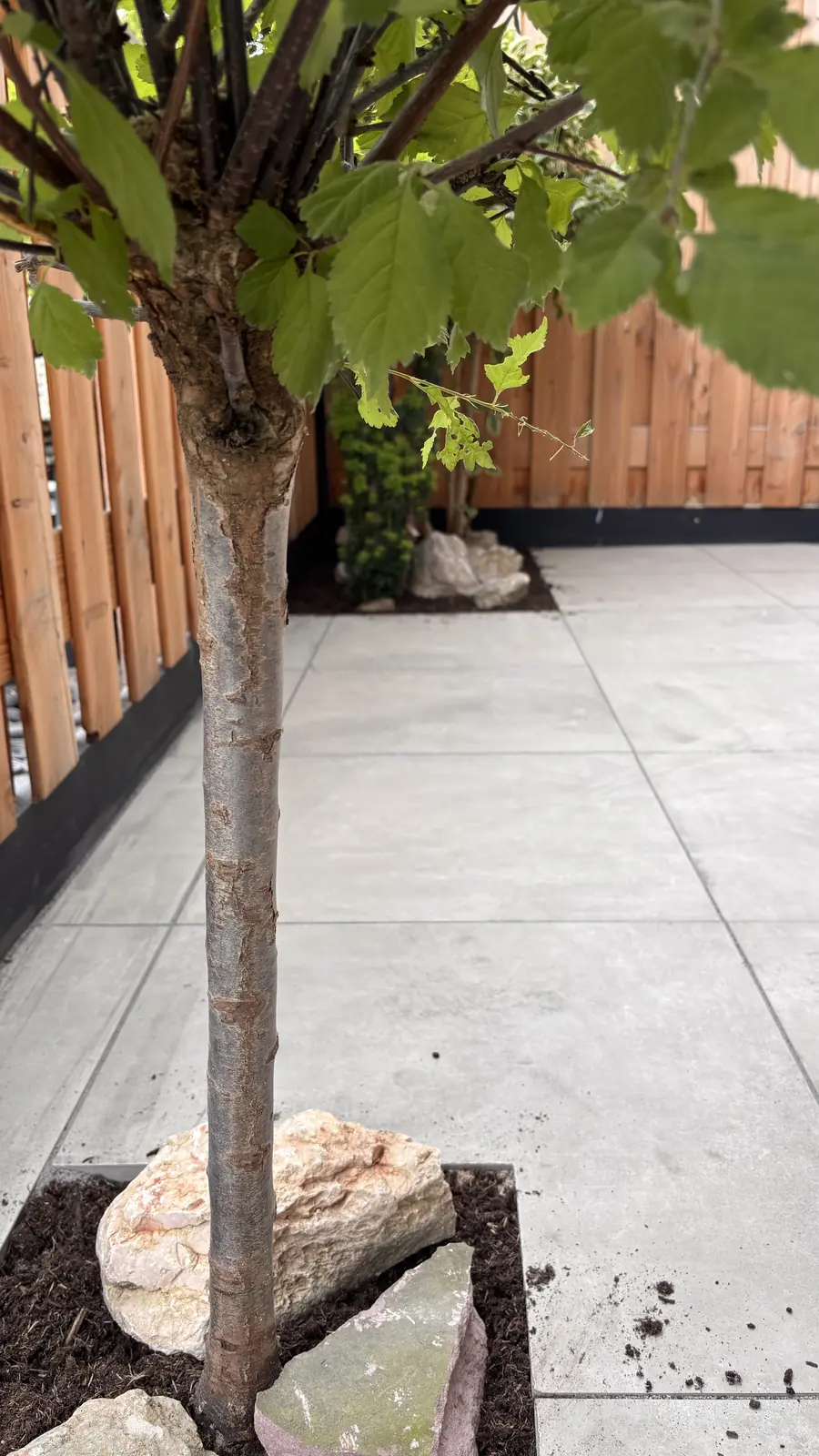 Boompje met natuursteen in een plantvak aan het tegelterras