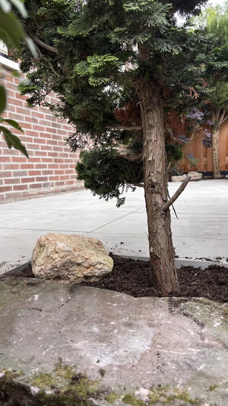 Conifeer met een grote kei in het plantvak