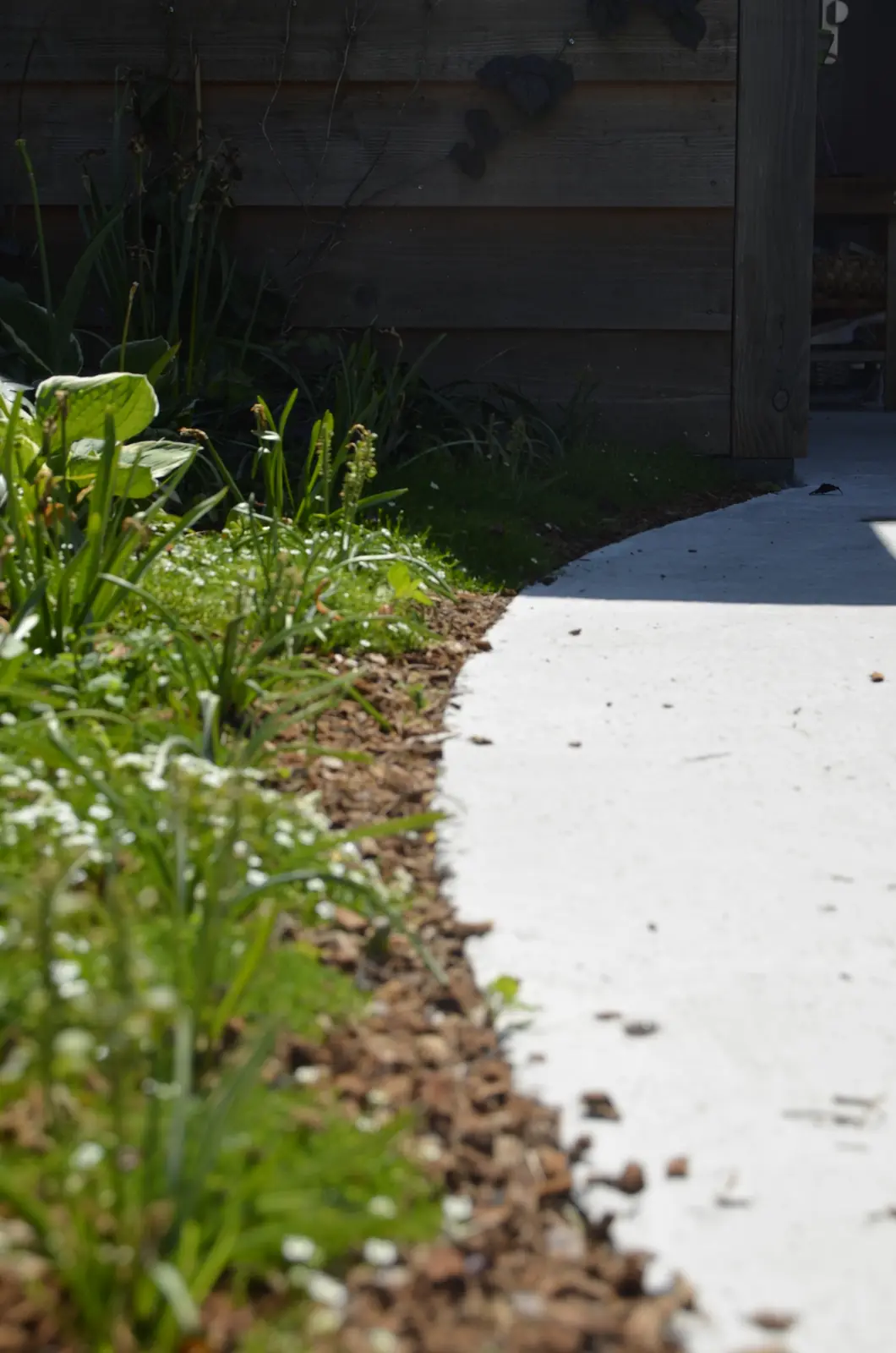 Gebogen betonpad langs de border met jonge beplanting