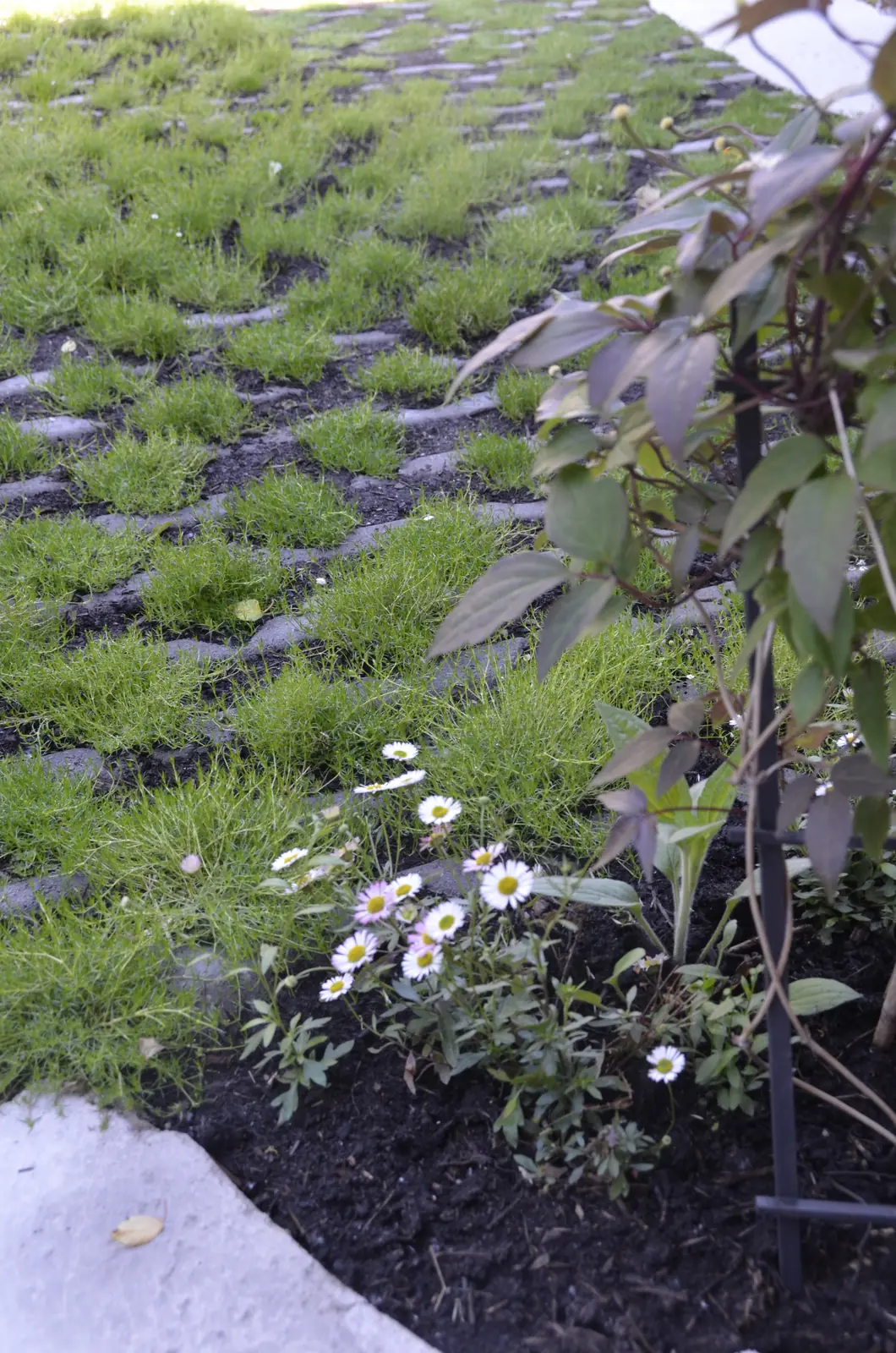 Gras tussen de grasbetontegels, met witte bloeiers aan de rand
