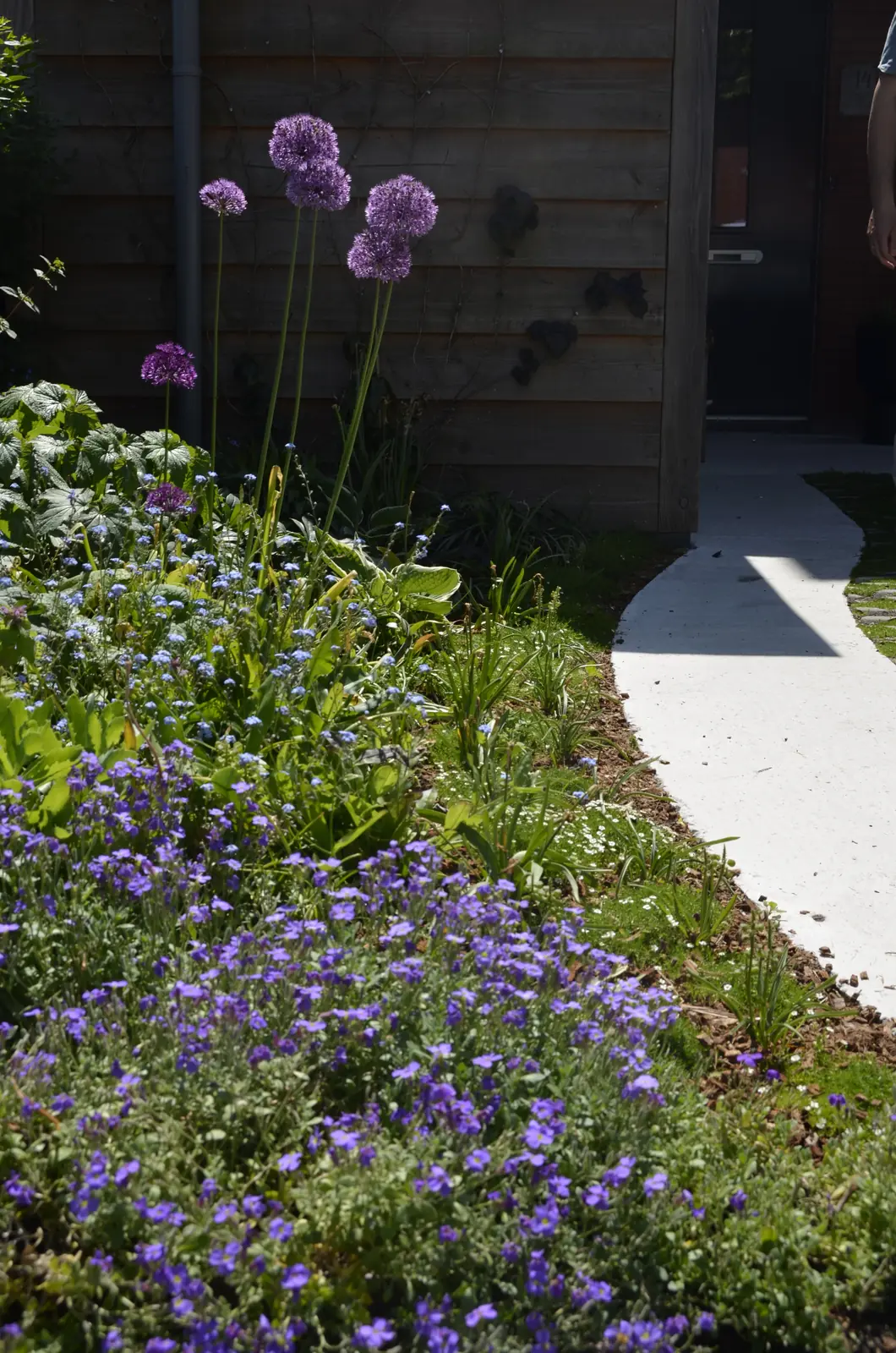 Sierui en blauwpaarse vaste planten in de border langs het gebogen betonpad