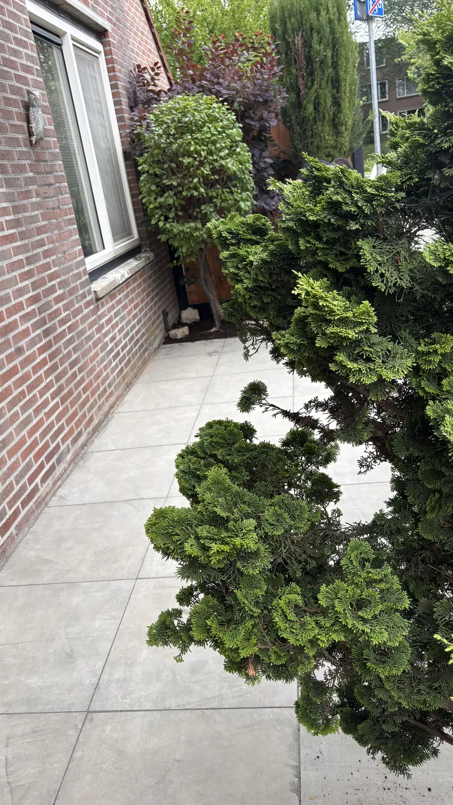 Coniferen langs het tegelpad aan de zijkant van de woning