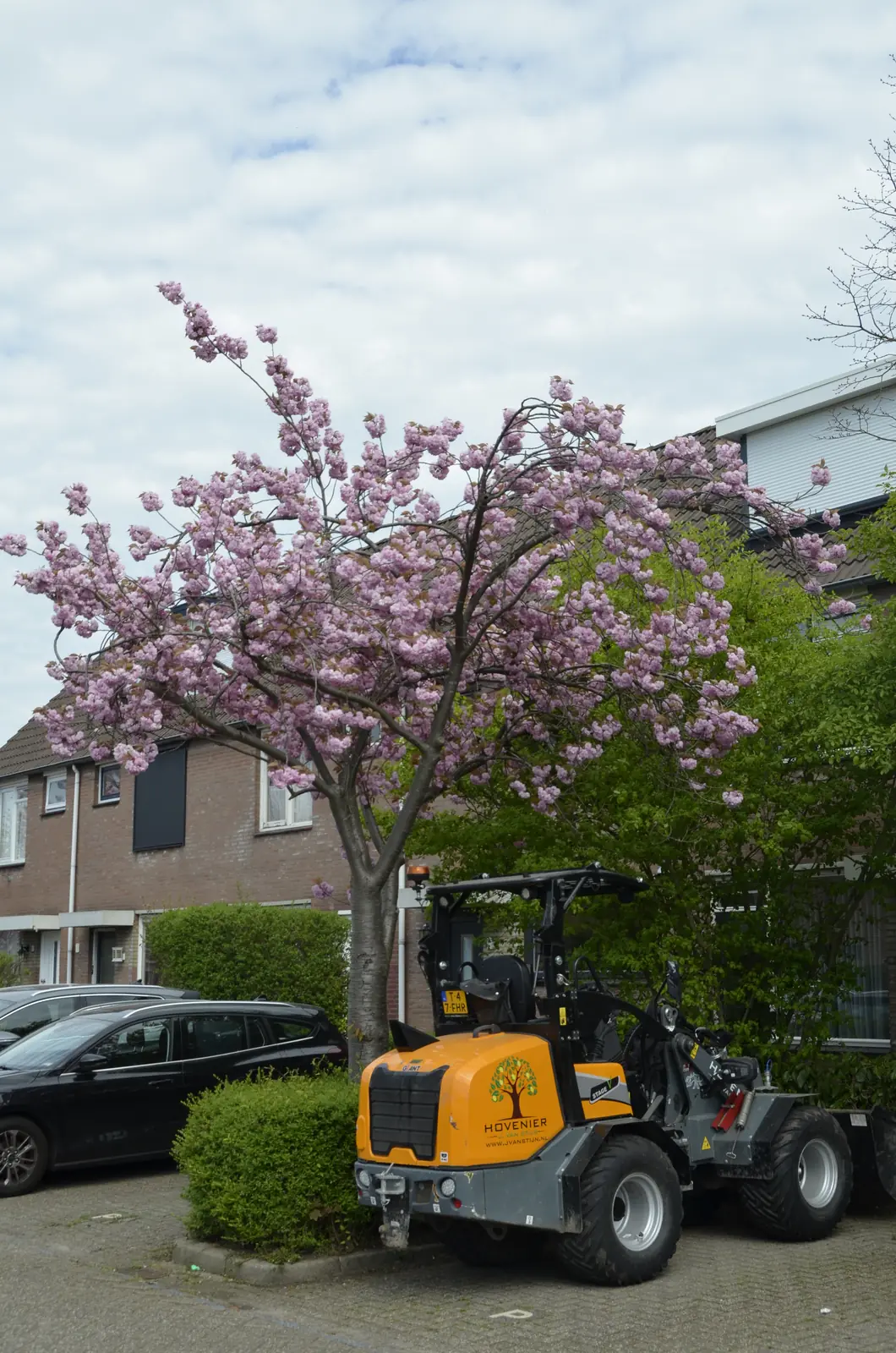 Sierkers in bloei voor de woning