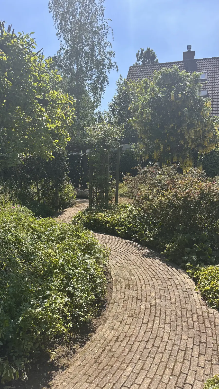 Gesnoeide heesters onder een oude boom