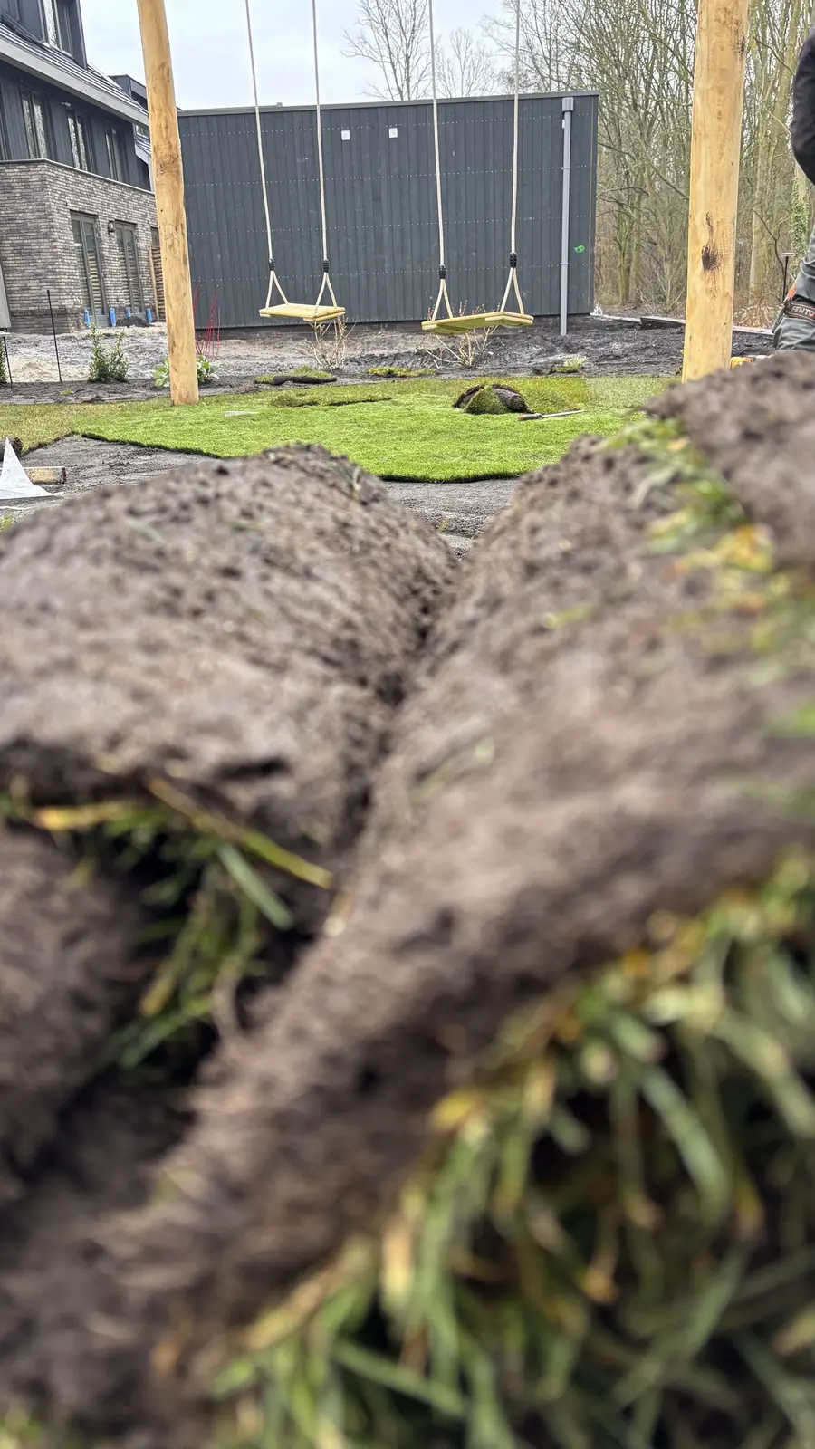 Graszode van dichtbij op de teelaarde