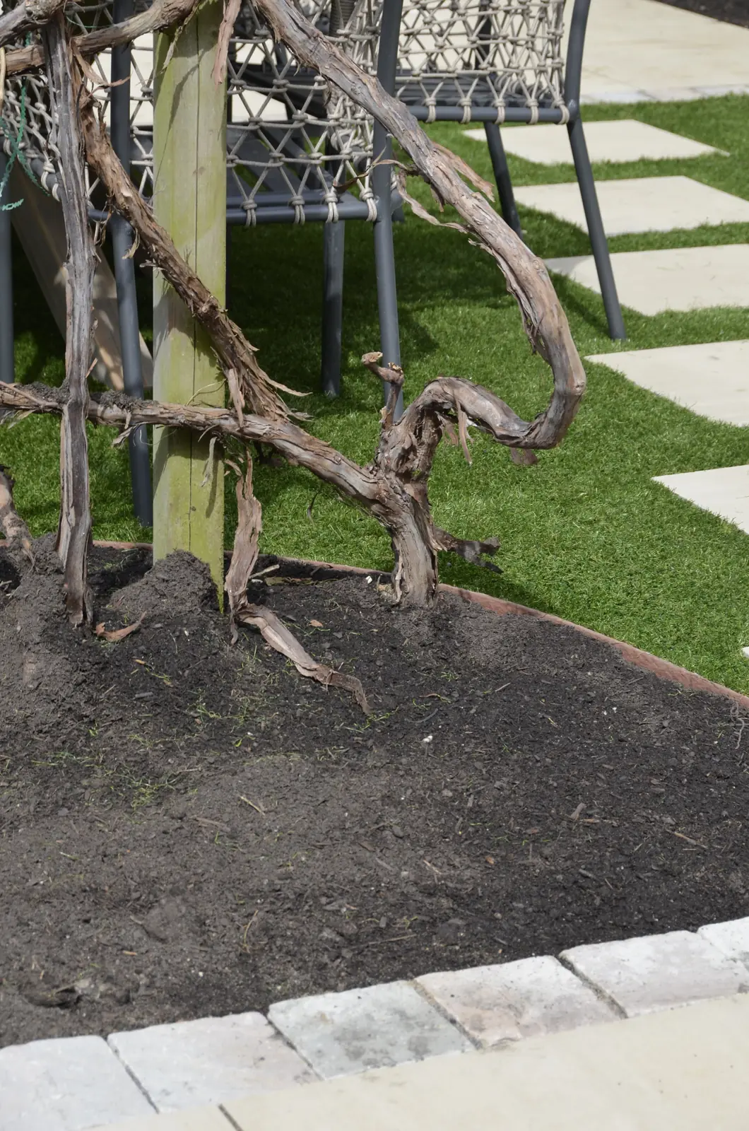 Meerstammige boom in de border langs het gazon
