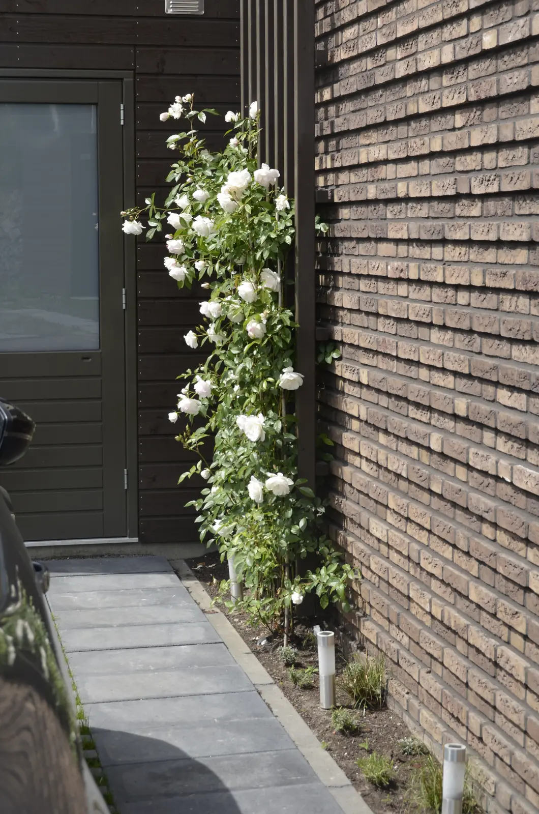Eethoek op het terras met daarnaast het gazon en de jonge leibomen