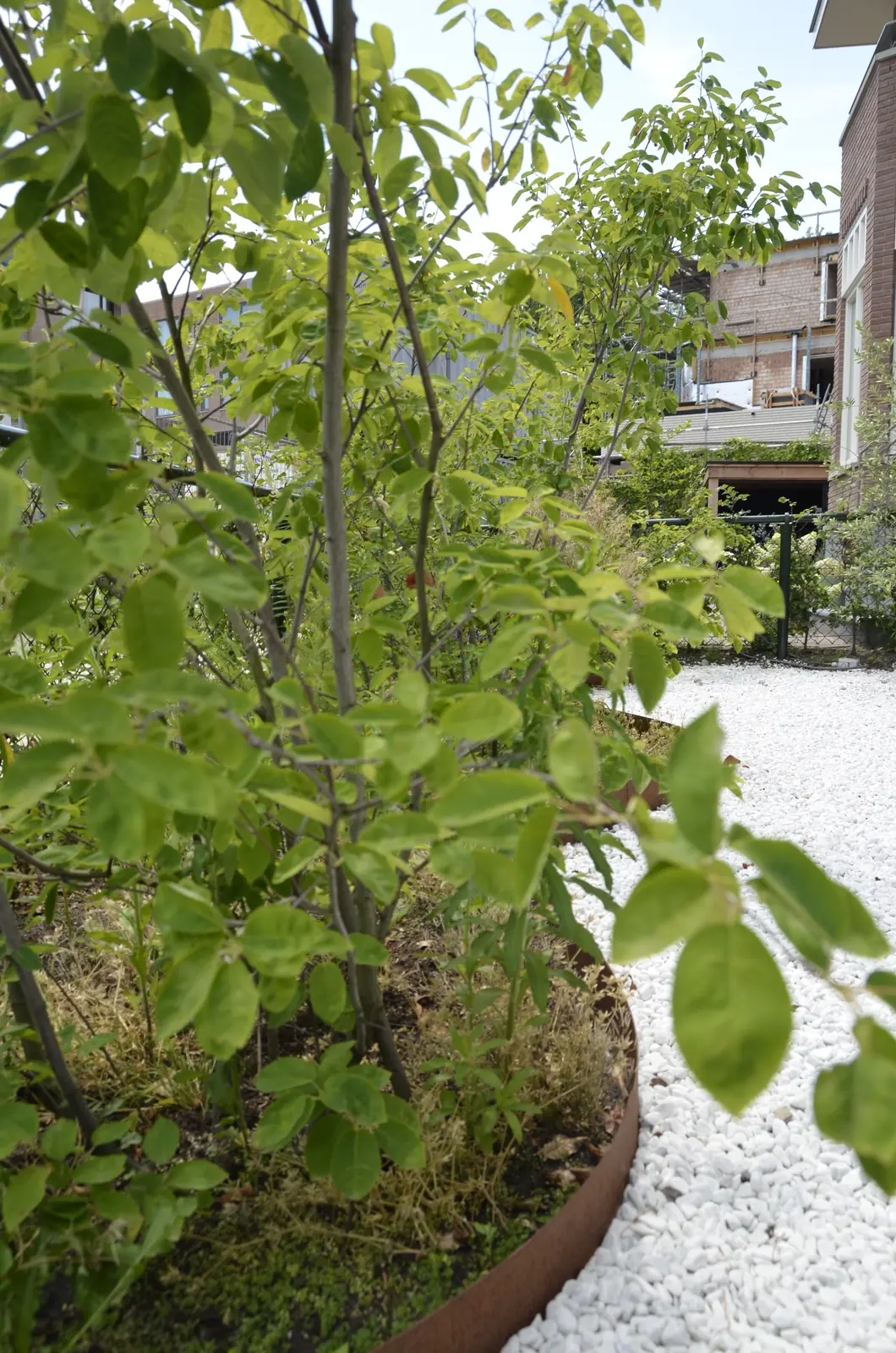 Jonge bomen in de border langs het pad