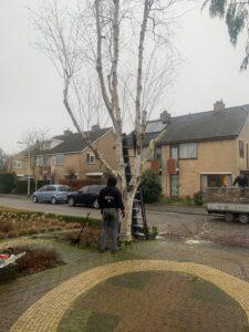bomen-snoeien-barendrecht
