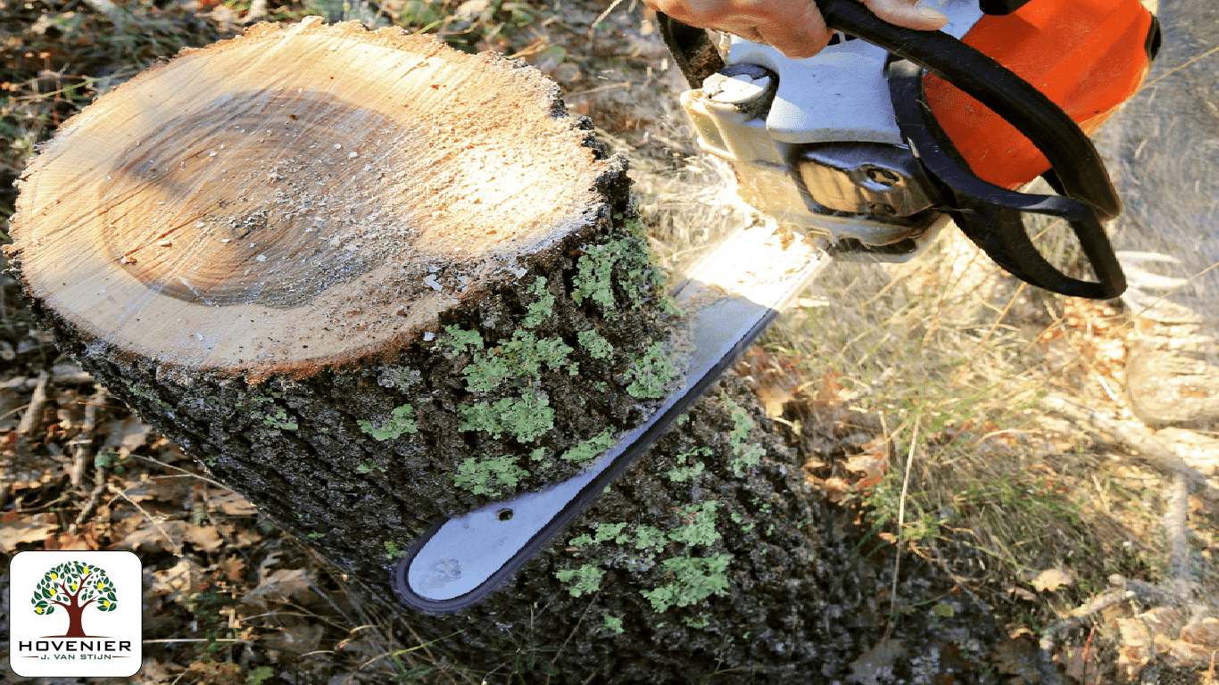 bomen_laten_snoeien_schiedam